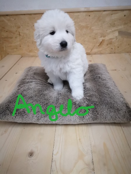 Angelo